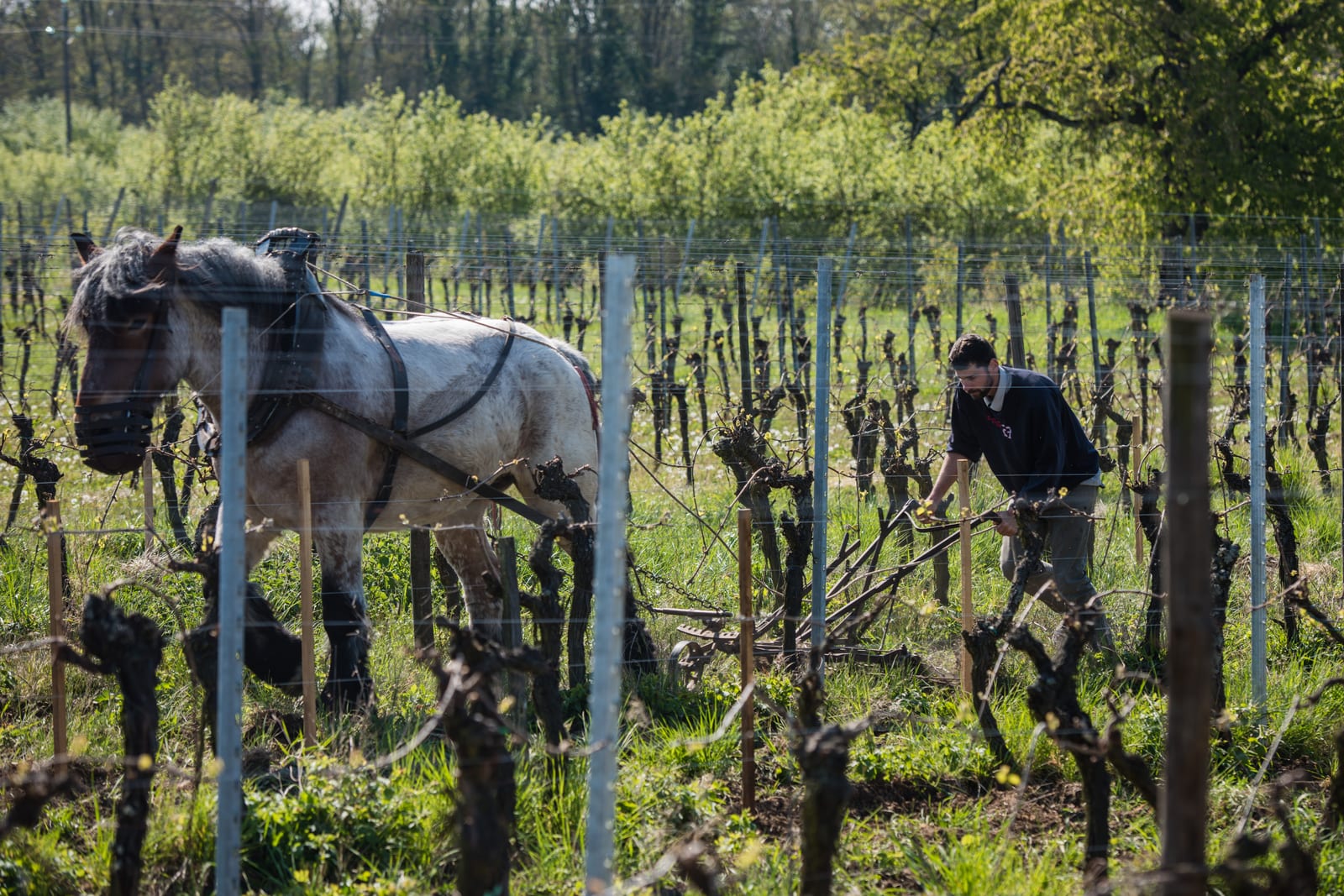 Travail du sol au cheval — Ergersheim