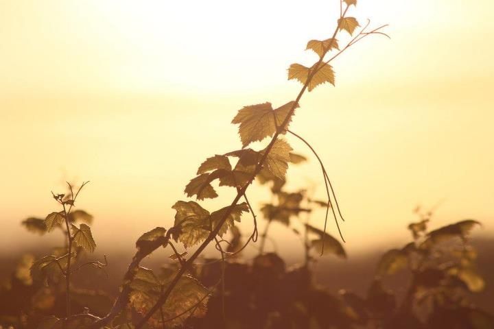Coucher de soleil sur les vignes