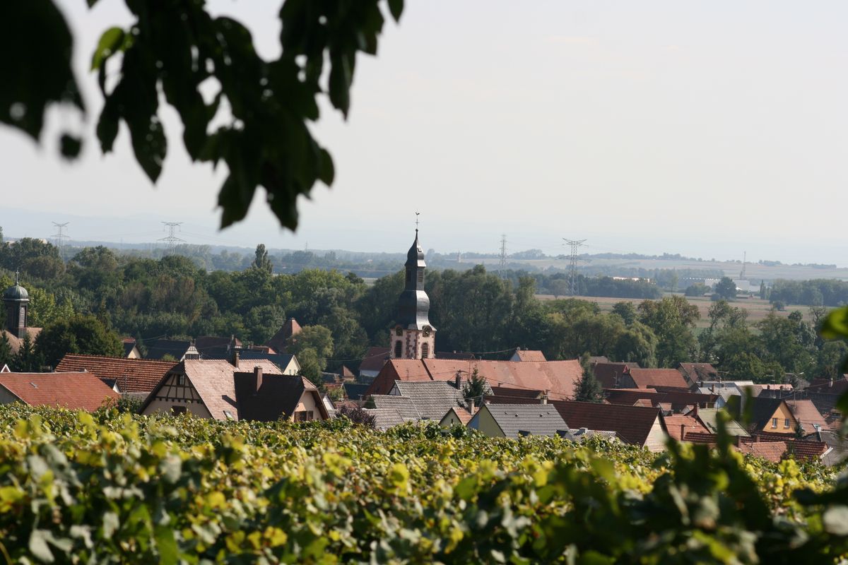Village d'Ergersheim à travers les vignes