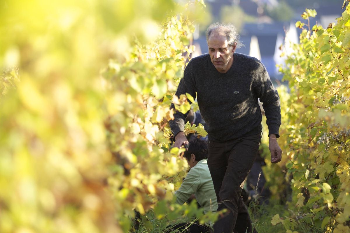 Charles Brand dans les vignes