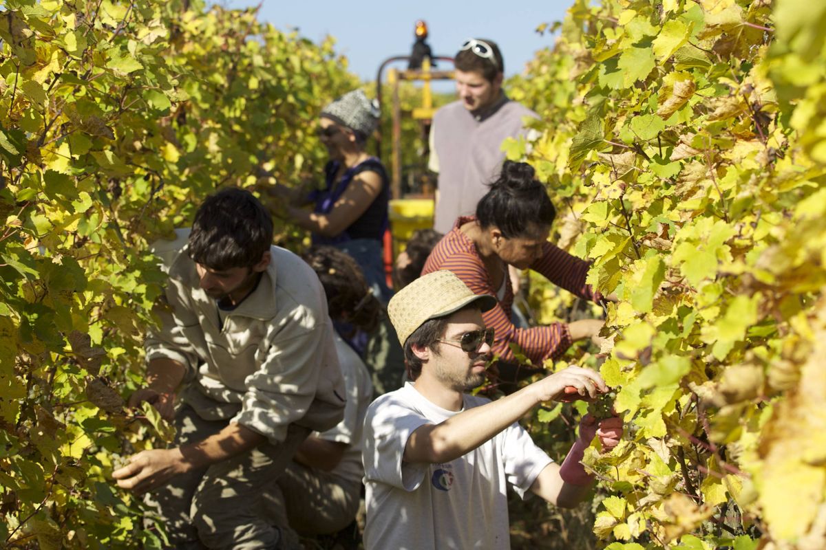 Vendanges manuelles