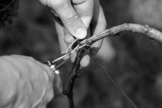 Bourgeons de printemps
