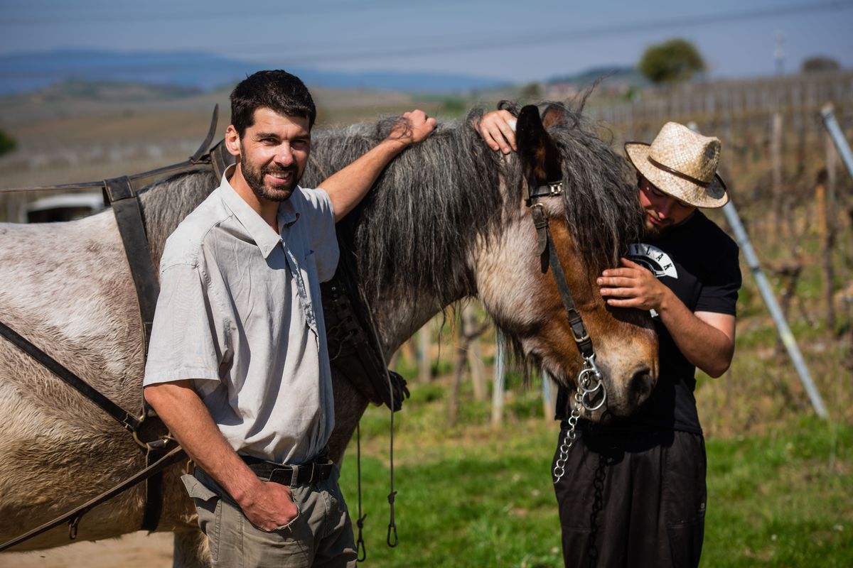 Philippe et le cheval de trait