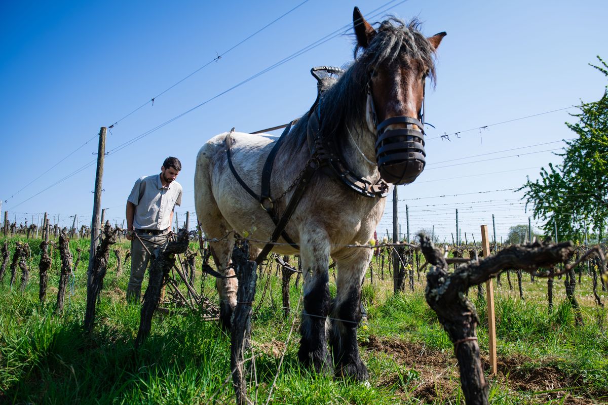 Travail du sol au cheval