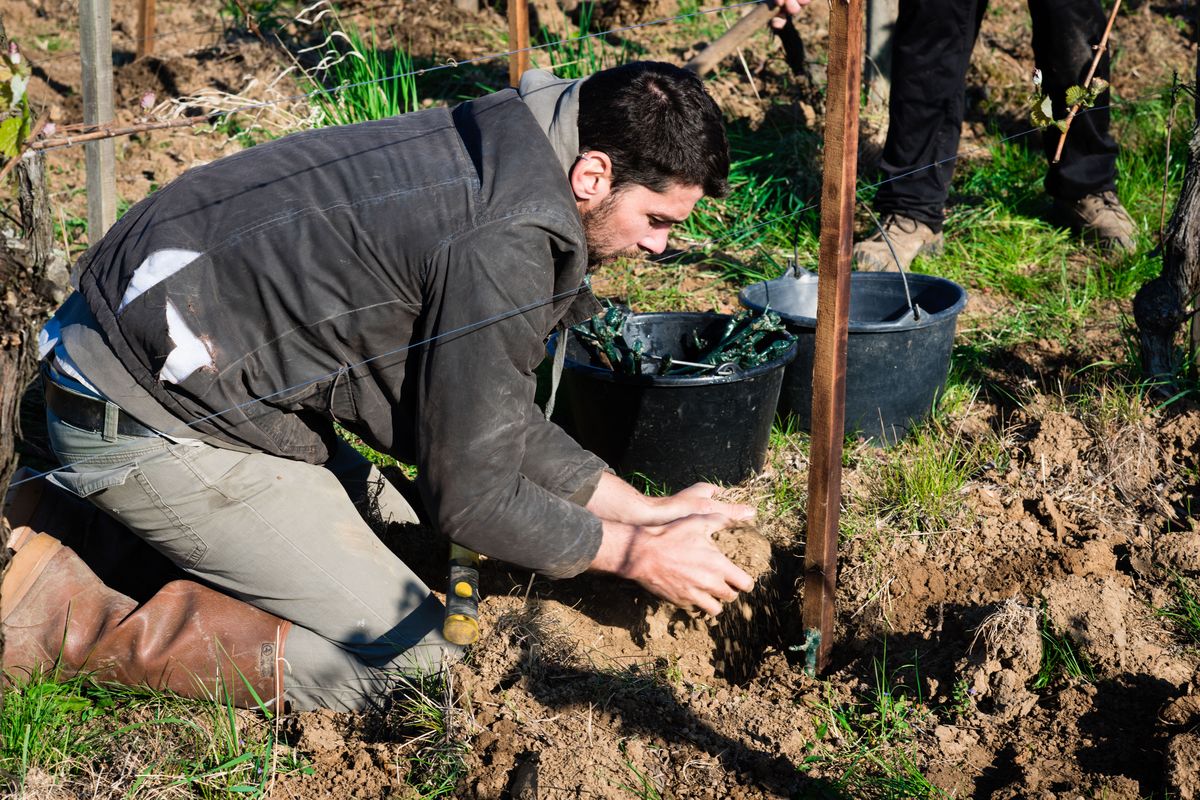 Plantation de jeunes vignes